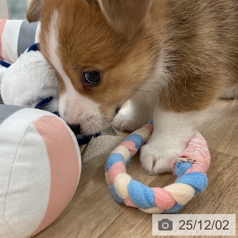 ウェルシュ・コーギー・ペンブロークの写真