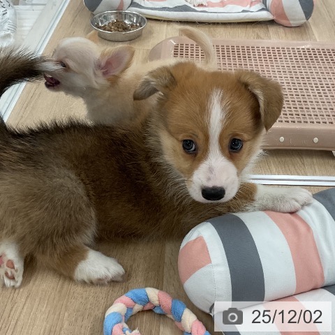 ウェルシュ・コーギー・ペンブロークの写真