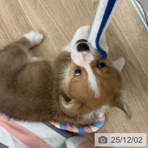 ウェルシュ・コーギー・ペンブロークの写真