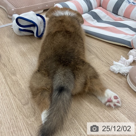 ウェルシュ・コーギー・ペンブロークの写真