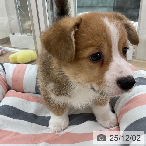 ウェルシュ・コーギー・ペンブロークの写真