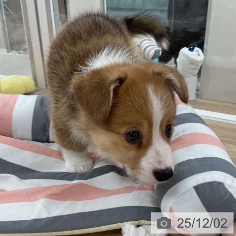 ウェルシュ・コーギー・ペンブロークの写真