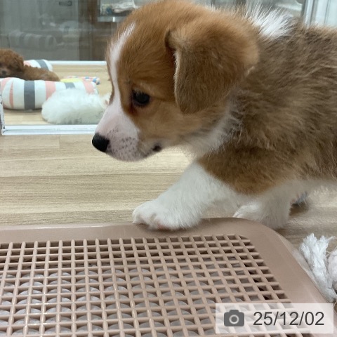 ウェルシュ・コーギー・ペンブロークの写真