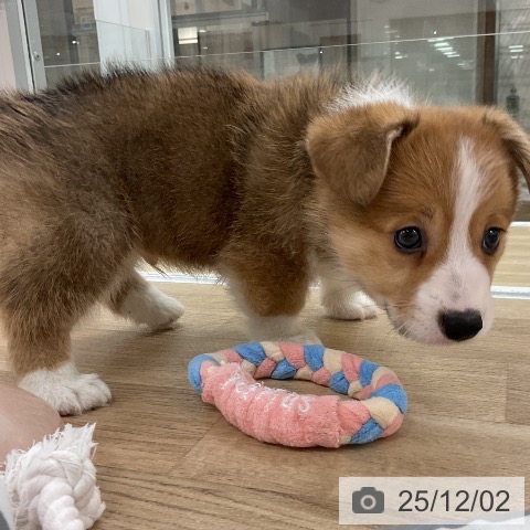 ウェルシュ・コーギー・ペンブロークの写真