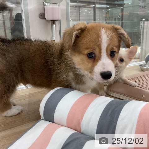 ウェルシュ・コーギー・ペンブロークの写真