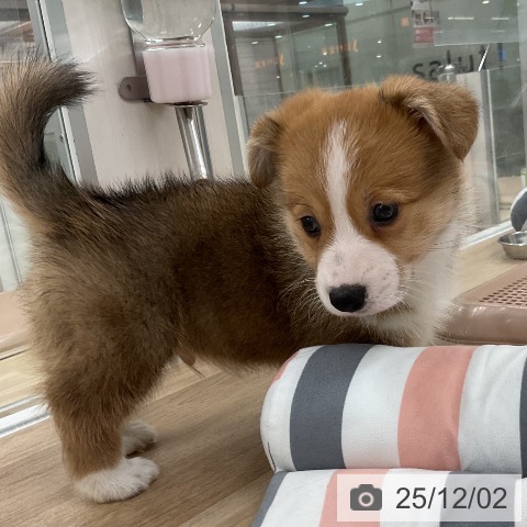 ウェルシュ・コーギー・ペンブロークの写真