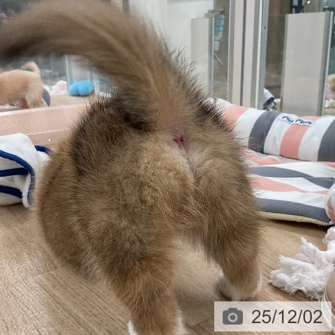 ウェルシュ・コーギー・ペンブロークの写真