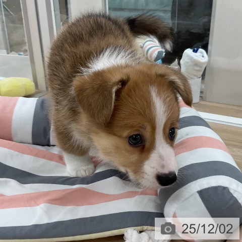 ウェルシュ・コーギー・ペンブロークの写真