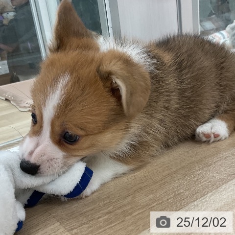 ウェルシュ・コーギー・ペンブロークの写真