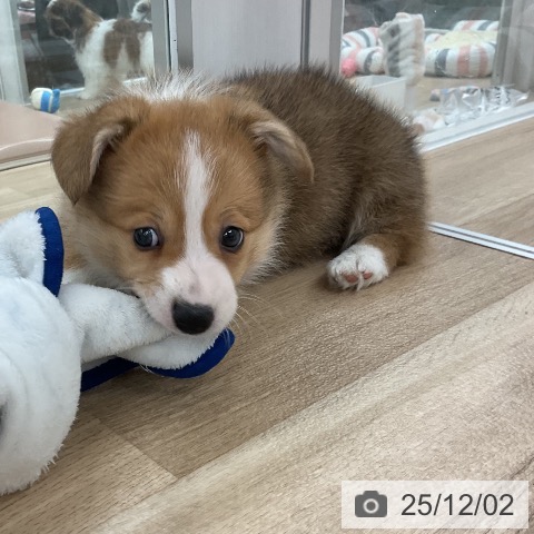 ウェルシュ・コーギー・ペンブロークの写真