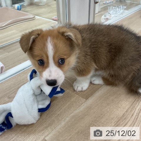 ウェルシュ・コーギー・ペンブロークの写真