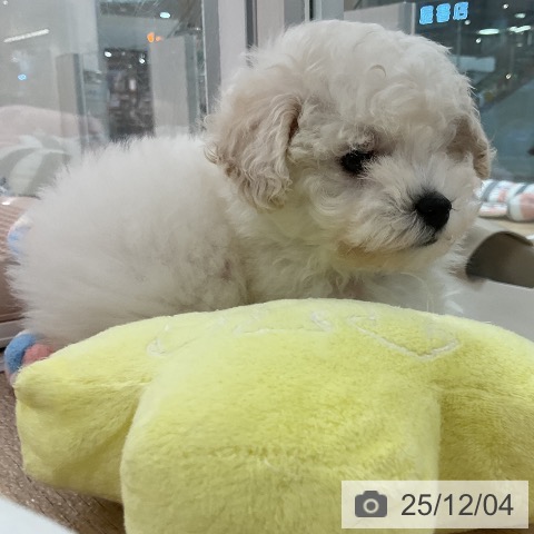 トイ・プードルの写真