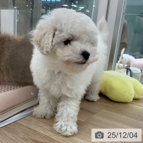 トイ・プードルの写真