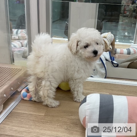 トイ・プードルの写真