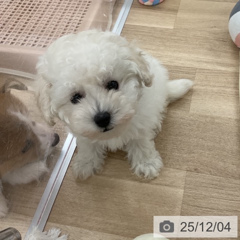 トイ・プードルの写真