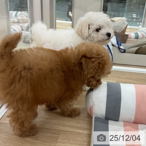 トイ・プードルの写真