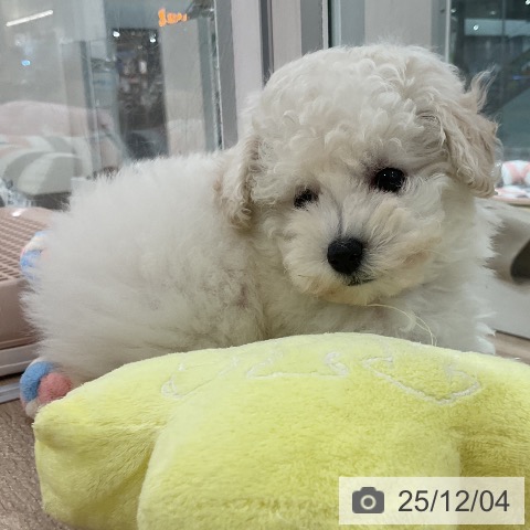 トイ・プードルの写真