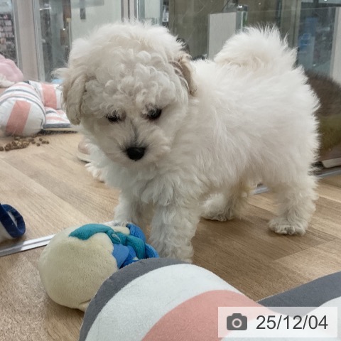 トイ・プードルの写真