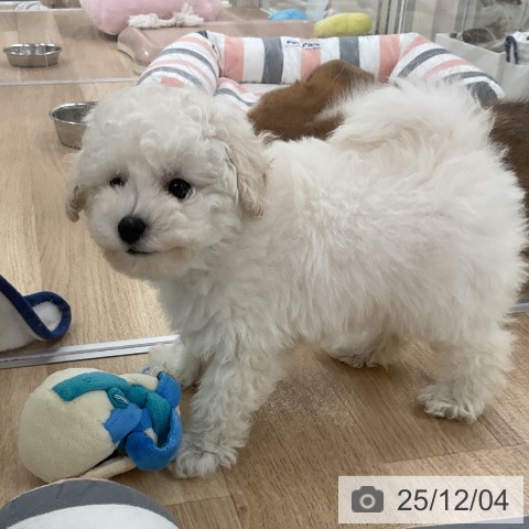 トイ・プードルの写真