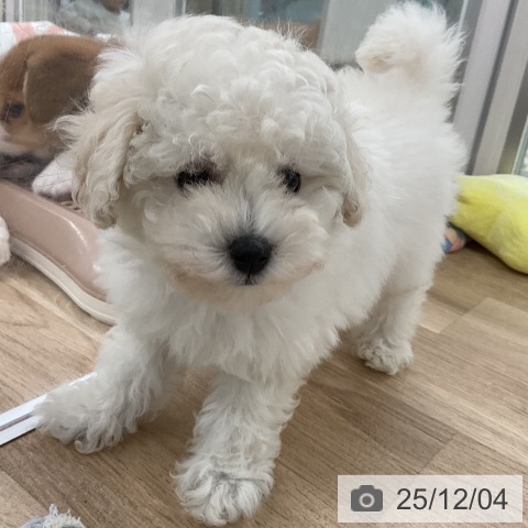 トイ・プードルの写真