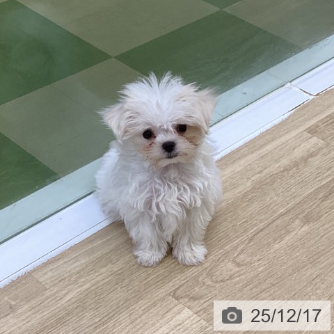 マルチーズの写真