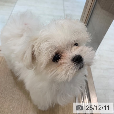 東京都のマルチーズ (ペットプラス アクアシティお台場店/2025年10月3日生まれ/女の子/ホワイト)の子犬の4枚目の画像