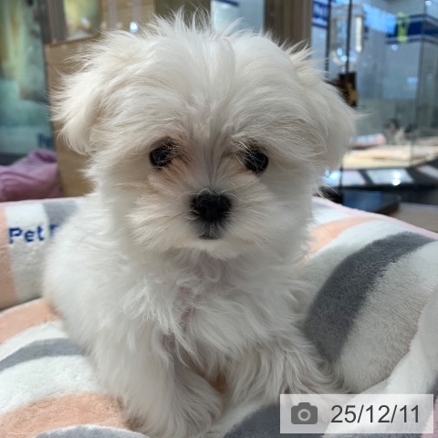 東京都のマルチーズ (ペットプラス アクアシティお台場店/2025年10月3日生まれ/女の子/ホワイト)の子犬の3枚目の画像