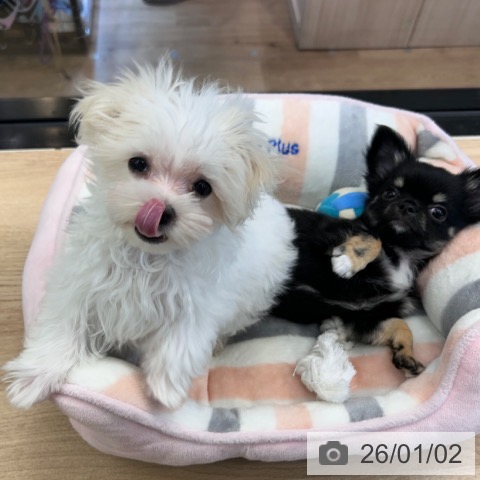 神奈川県のマルチーズ (ペットプラス 武蔵小杉店/2025年10月3日生まれ/女の子/ホワイト)の子犬の4枚目の画像