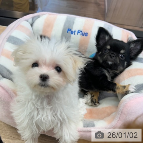 神奈川県のマルチーズ (ペットプラス 武蔵小杉店/2025年10月3日生まれ/女の子/ホワイト)の子犬の3枚目の画像