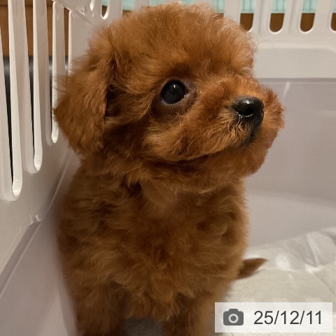 福岡県のトイプードル(トイ) (ペットプラス 八幡東店/2025年10月3日生まれ/男の子/レッド)の子犬の4枚目の画像
