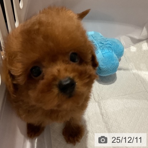 福岡県のトイプードル(トイ) (ペットプラス 八幡東店/2025年10月3日生まれ/男の子/レッド)の子犬の3枚目の画像