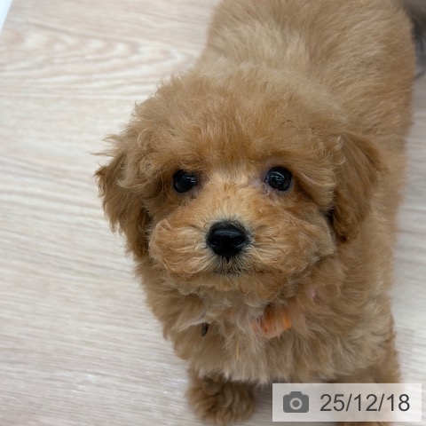 京都府のトイプードル(トイ) (ペットプラス 京都桂川店/2025年10月3日生まれ/女の子/レッド)の子犬の4枚目の画像