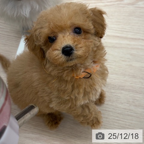 京都府のトイプードル(トイ) (ペットプラス 京都桂川店/2025年10月3日生まれ/女の子/レッド)の子犬の3枚目の画像