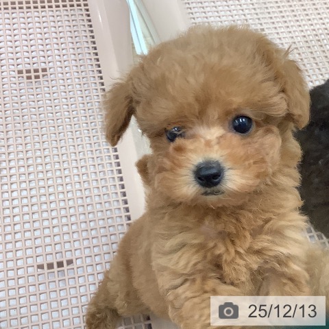 トイ・プードルの写真