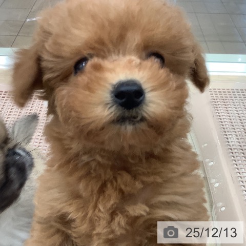 トイ・プードルの写真