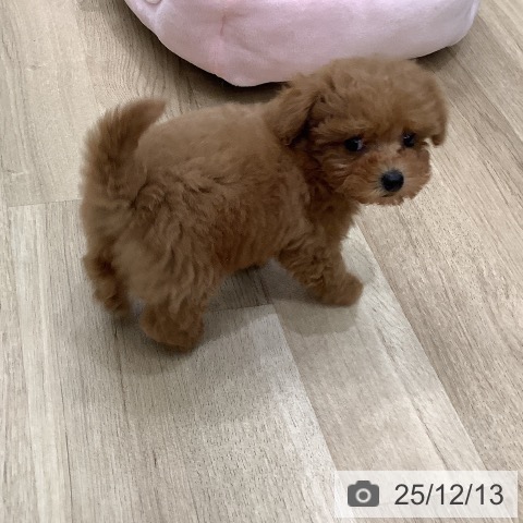 トイ・プードルの写真