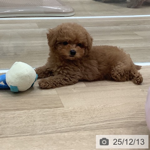 トイ・プードルの写真