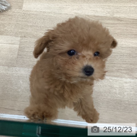 大阪府のトイプードル(トイ) (ペットプラス 鶴見店/2025年10月3日生まれ/女の子/レッド)の子犬の3枚目の画像