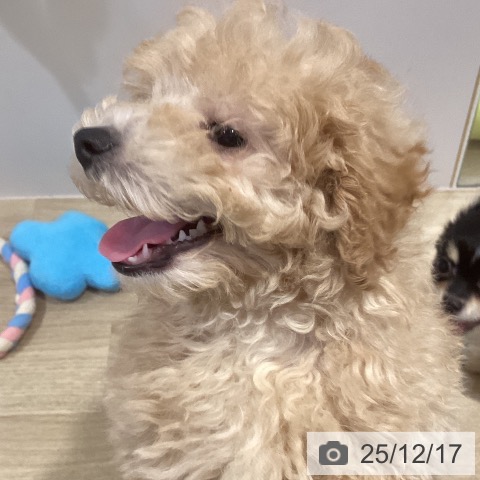 福岡県のトイプードル(トイ) (ペットプラス 小倉南店/2025年9月30日生まれ/女の子/クリーム)の子犬の4枚目の画像