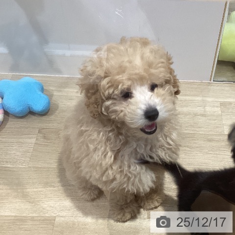 福岡県のトイプードル(トイ) (ペットプラス 小倉南店/2025年9月30日生まれ/女の子/クリーム)の子犬の3枚目の画像