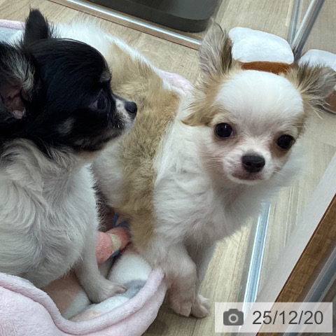 宮城県のチワワ(ロング) (ペットプラス 名取店/2025年10月2日生まれ/女の子/ホワイトフォーン)の子犬の3枚目の画像