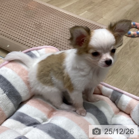 宮城県のチワワ(ロング) (ペットプラス 名取店/2025年10月2日生まれ/女の子/ホワイトフォーン)の子犬の4枚目の画像