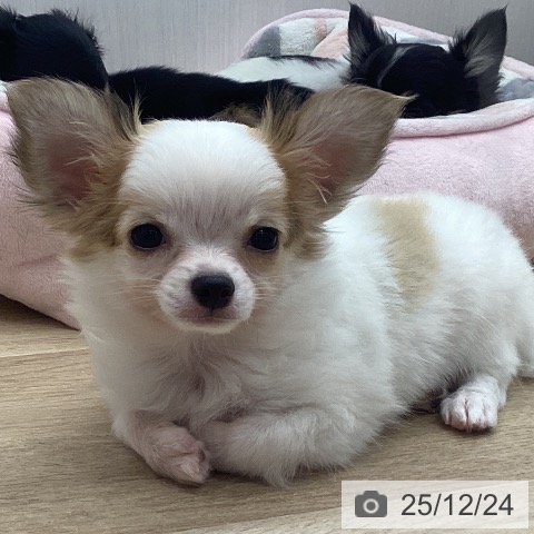 宮城県のチワワ(ロング) (ペットプラス 名取店/2025年10月2日生まれ/女の子/ホワイトフォーン)の子犬の3枚目の画像