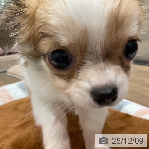 埼玉県のチワワ(ロング) (ペッツワン 吉川美南店/2025年10月2日生まれ/女の子/ホワイトフォーン)の子犬の3枚目の画像