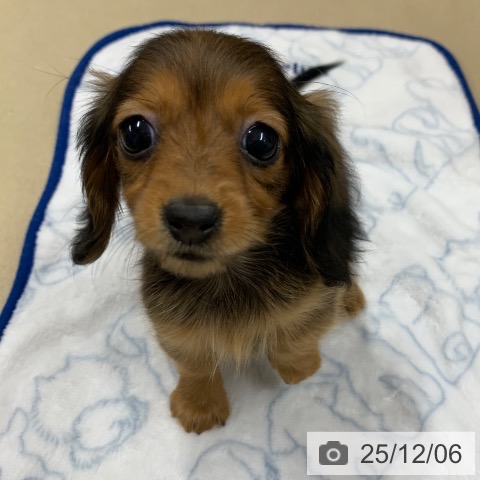 カニーンヘン・ダックスフンドの写真