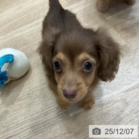 神奈川県のカニンヘンダックスフンド(ロング) (ペットプラス テラスモール湘南店/2025年9月30日生まれ/男の子/チョコレートタン)の子犬の4枚目の画像