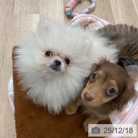 神奈川県のカニンヘンダックスフンド(ロング) (ペットプラス テラスモール湘南店/2025年9月30日生まれ/男の子/チョコレートタン)の子犬の4枚目の画像