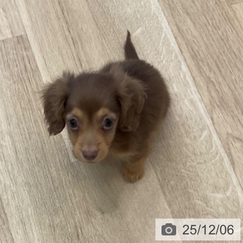 カニーンヘン・ダックスフンドの写真