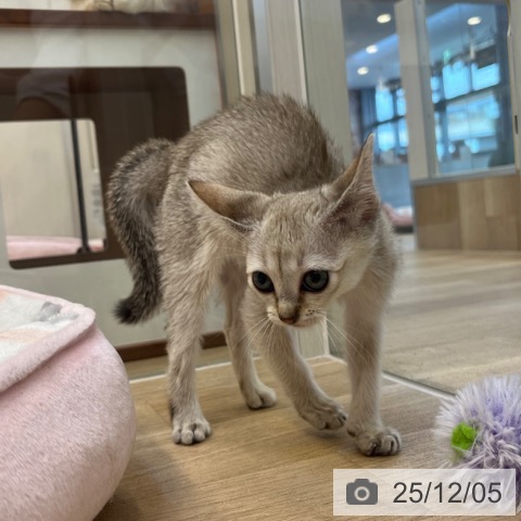 福岡県のシンガプーラ (ペットプラス ららぽーと福岡店/2025年10月1日生まれ/男の子/セピアアグーティ)の子猫の4枚目の画像