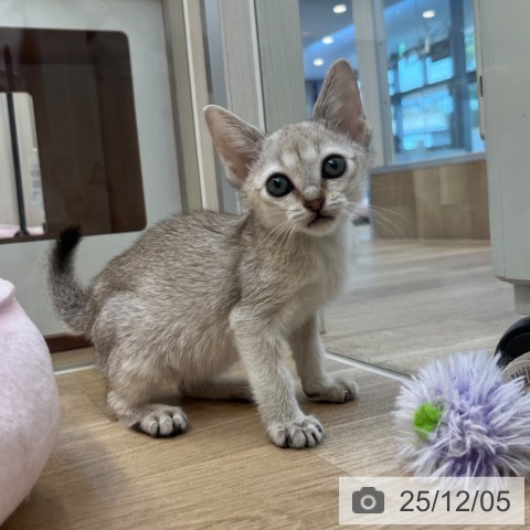 福岡県のシンガプーラ (ペットプラス ららぽーと福岡店/2025年10月1日生まれ/男の子/セピアアグーティ)の子猫の3枚目の画像